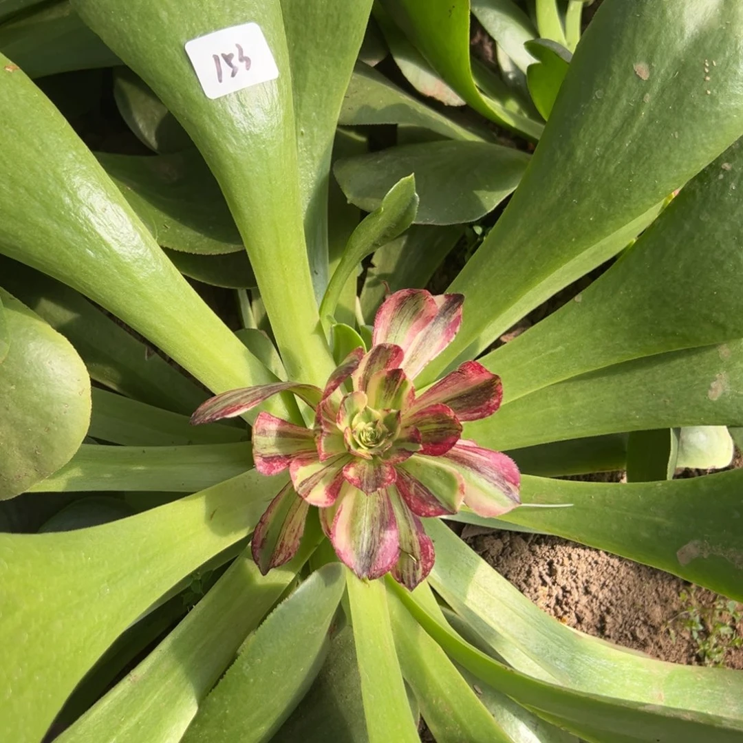 153伯爵多肉嘻嘻嘻