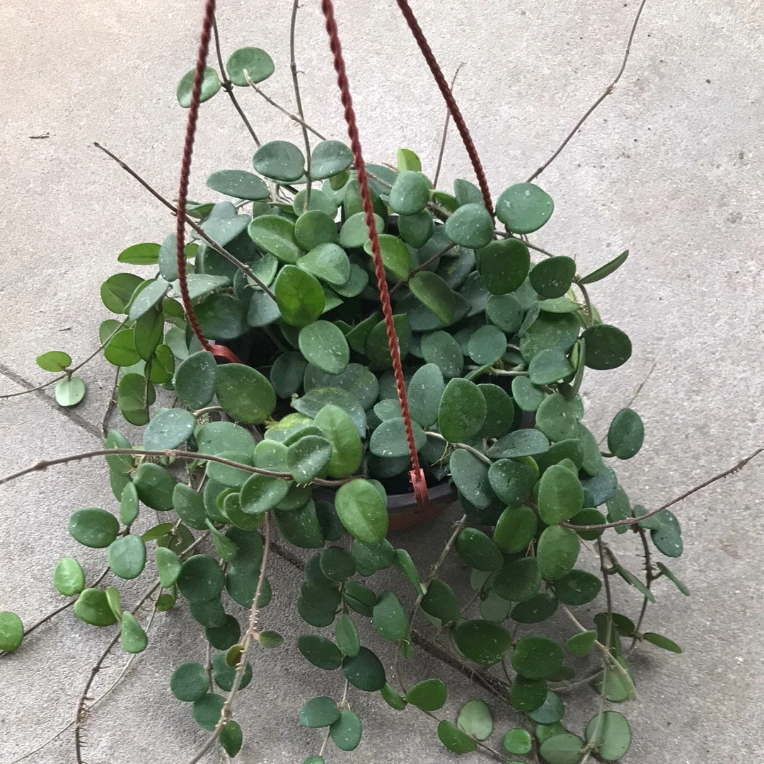 盆栽球兰杂交匍匐大苗攀爬速度快好养吸开花机器丰花型球兰带香味