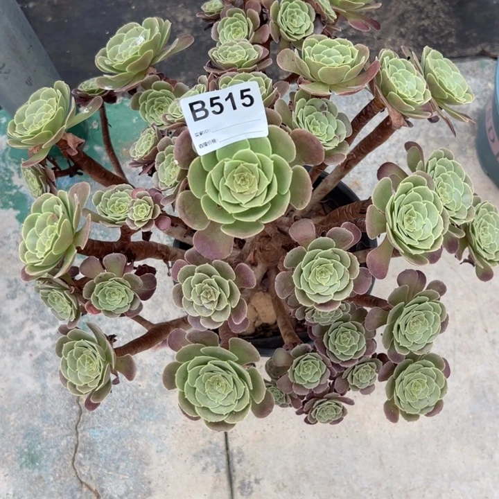 515荷兰玫瑰32厘米左右