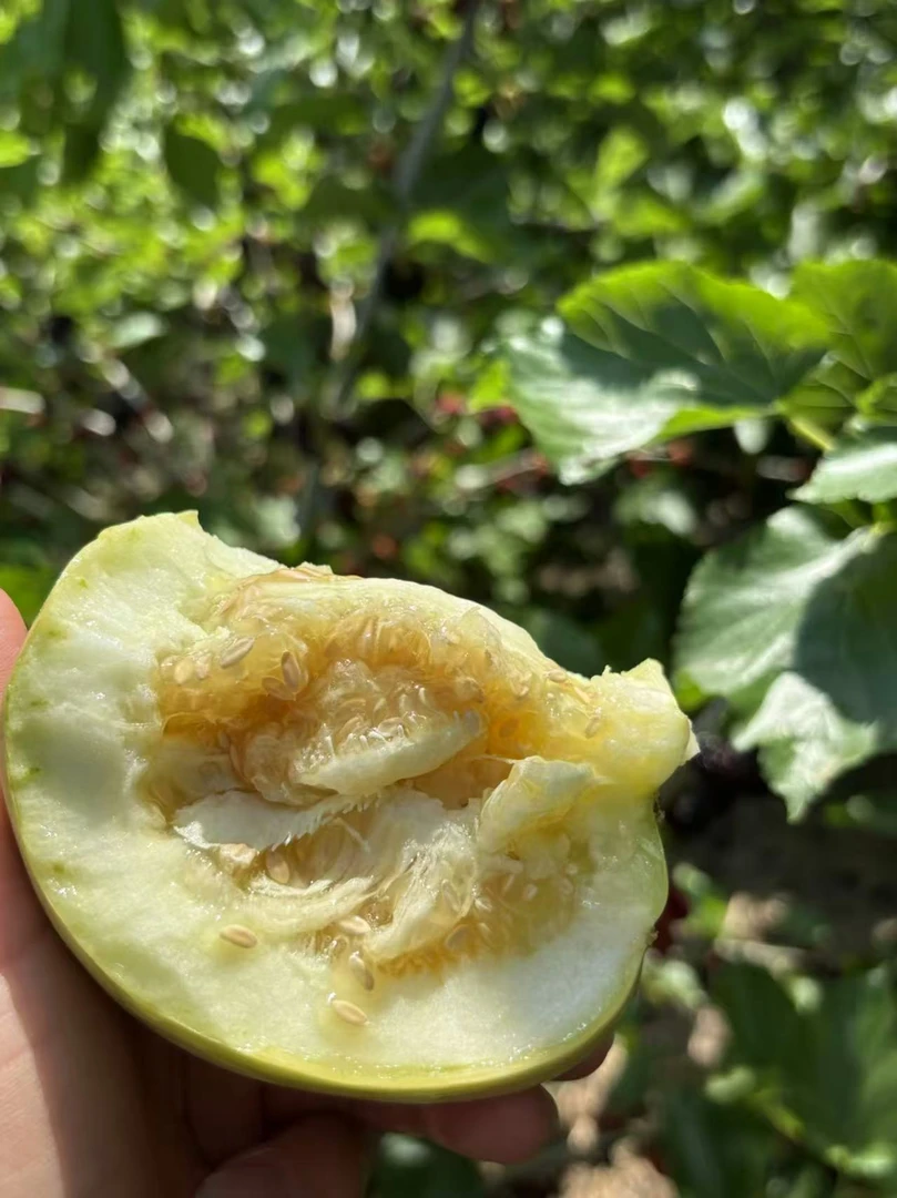 桐柏本地奶香瓜 闻着香 吃着甜 奶香奶香的（回头率很高）