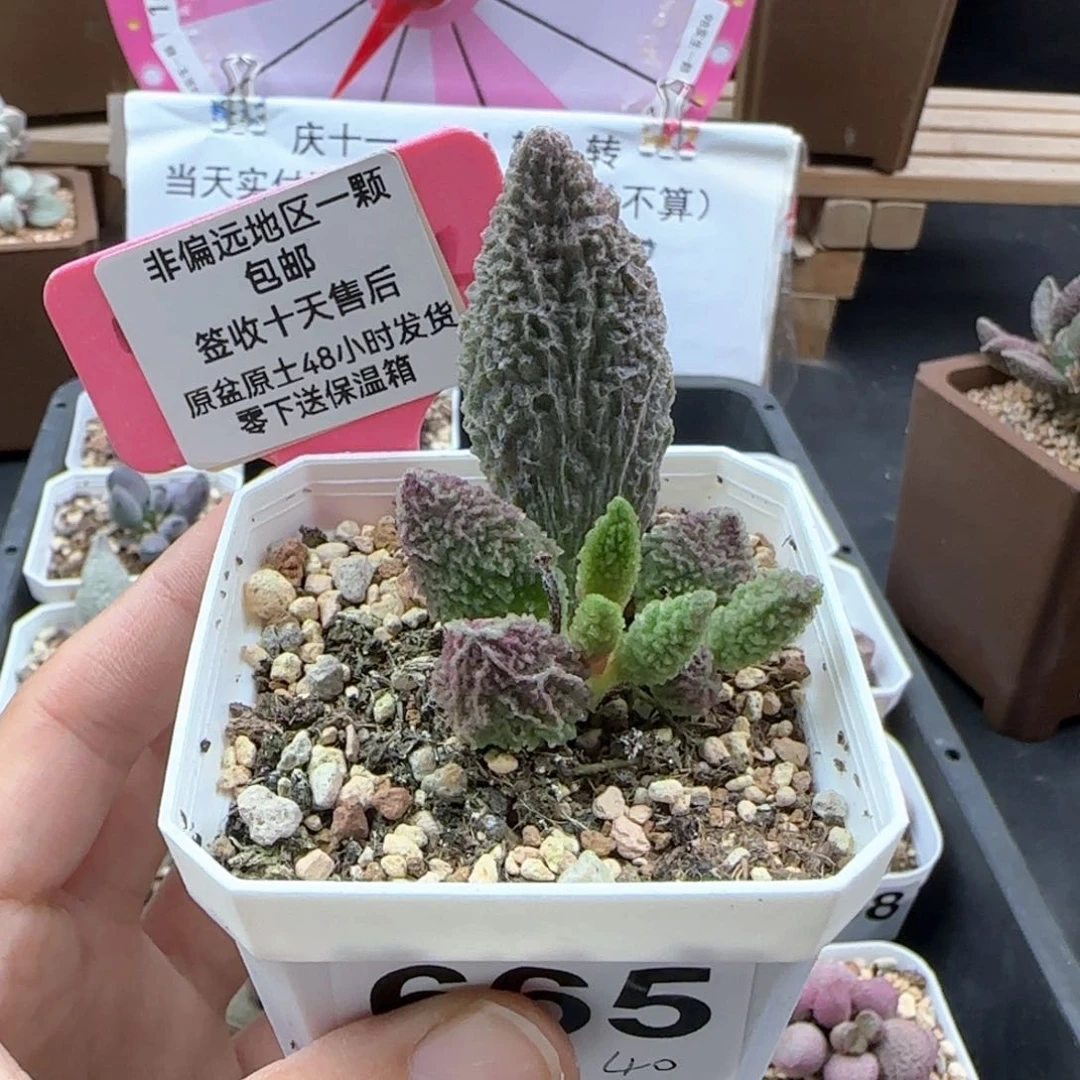 665苍龙多肉植物