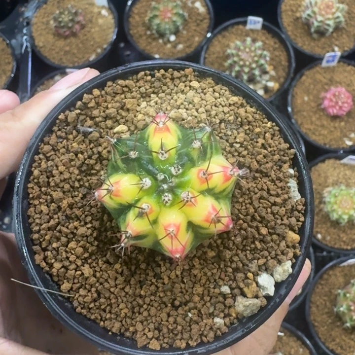 福利多多花田侧芽