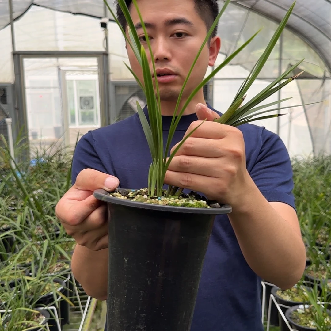 当前无花栽培后可以开花春兰红塔宝鼎子母带芽