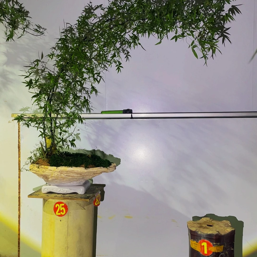 ****无花朵小叶簕竹熟桩陶瓷盆一物一拍
