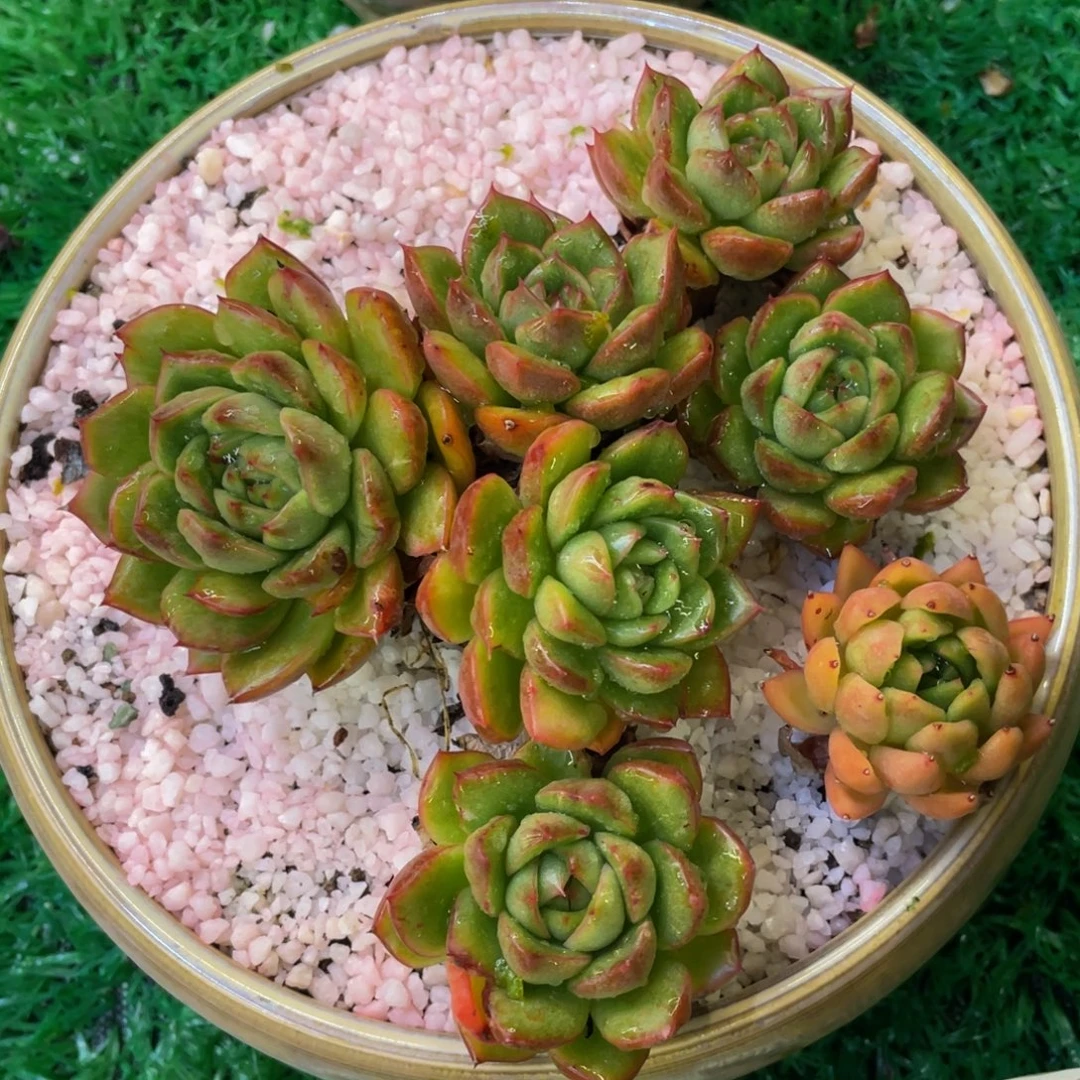 多肉植物盆栽多肉39