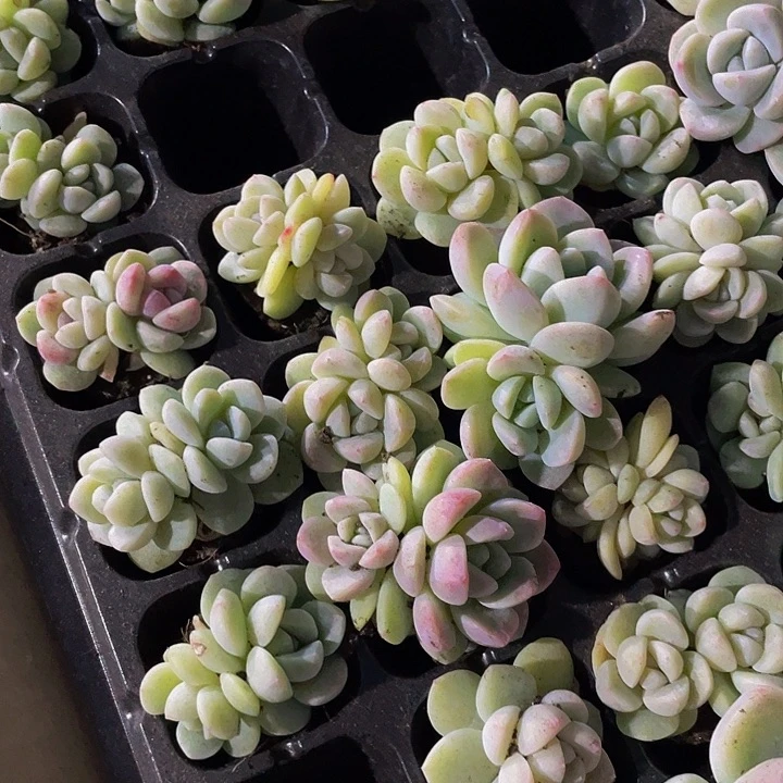 2颗小冰玉2颗一组