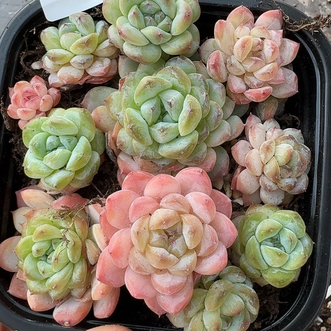 杂交新品珍妮多肉1448