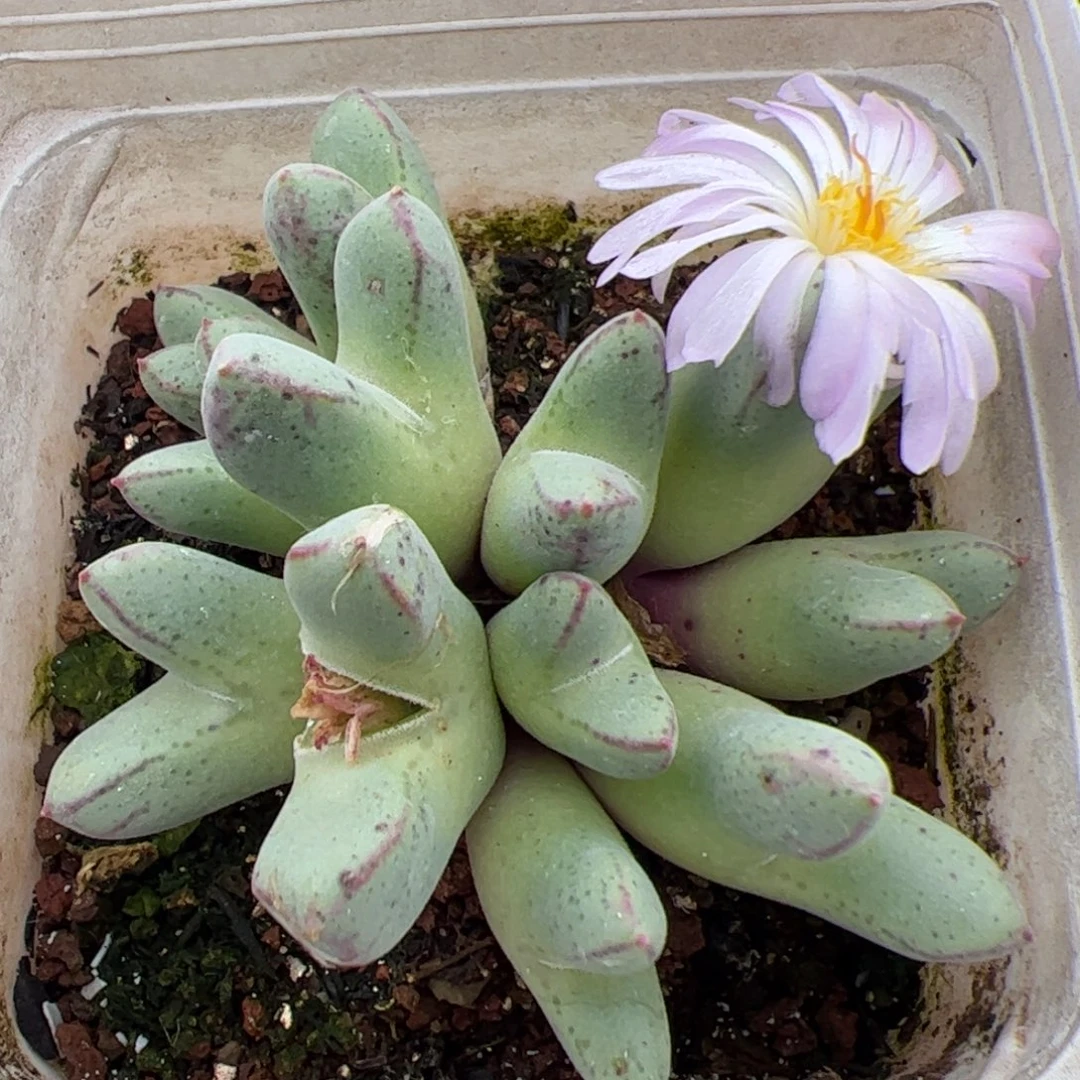 0263号猪脚 多肉植物