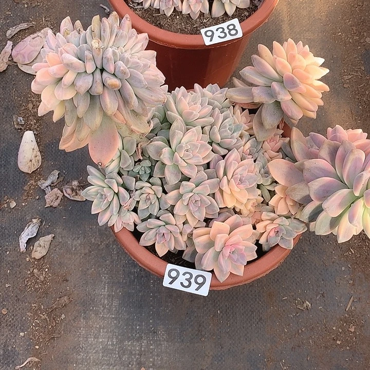 939 淡雪锦 一物一拍