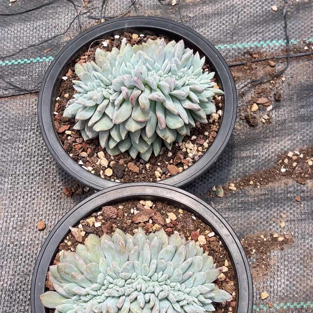 凯*2颗50元11112223345566