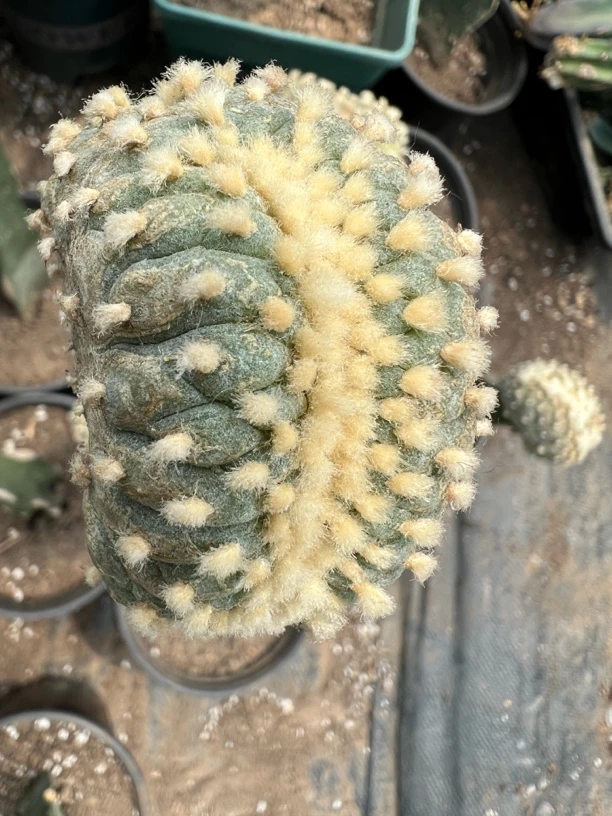 海鲜缀化大体型面包缀可挑