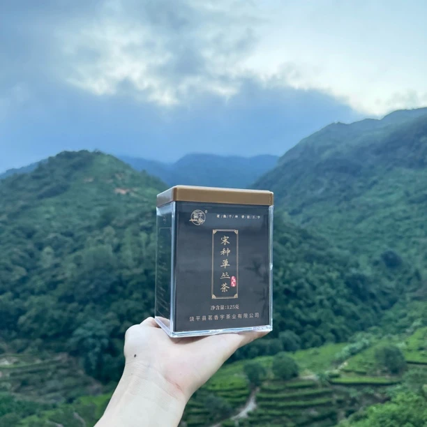 香宇韵【宋种单丛茶】高山海拔喝枞味茶底好回甘强