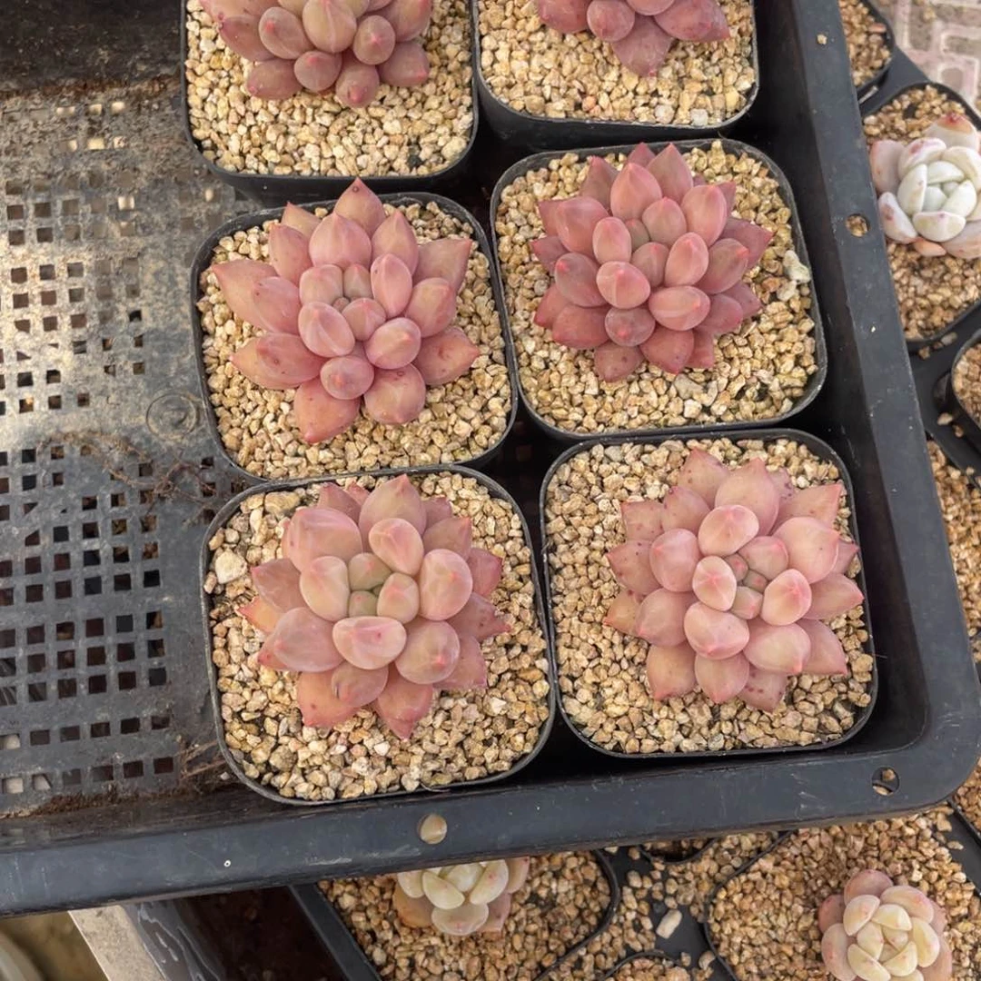 e****外多肉植物六个美人