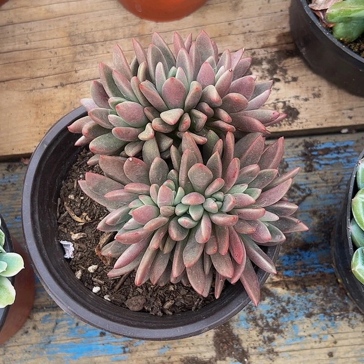 桃花源缀化16.8一颗
