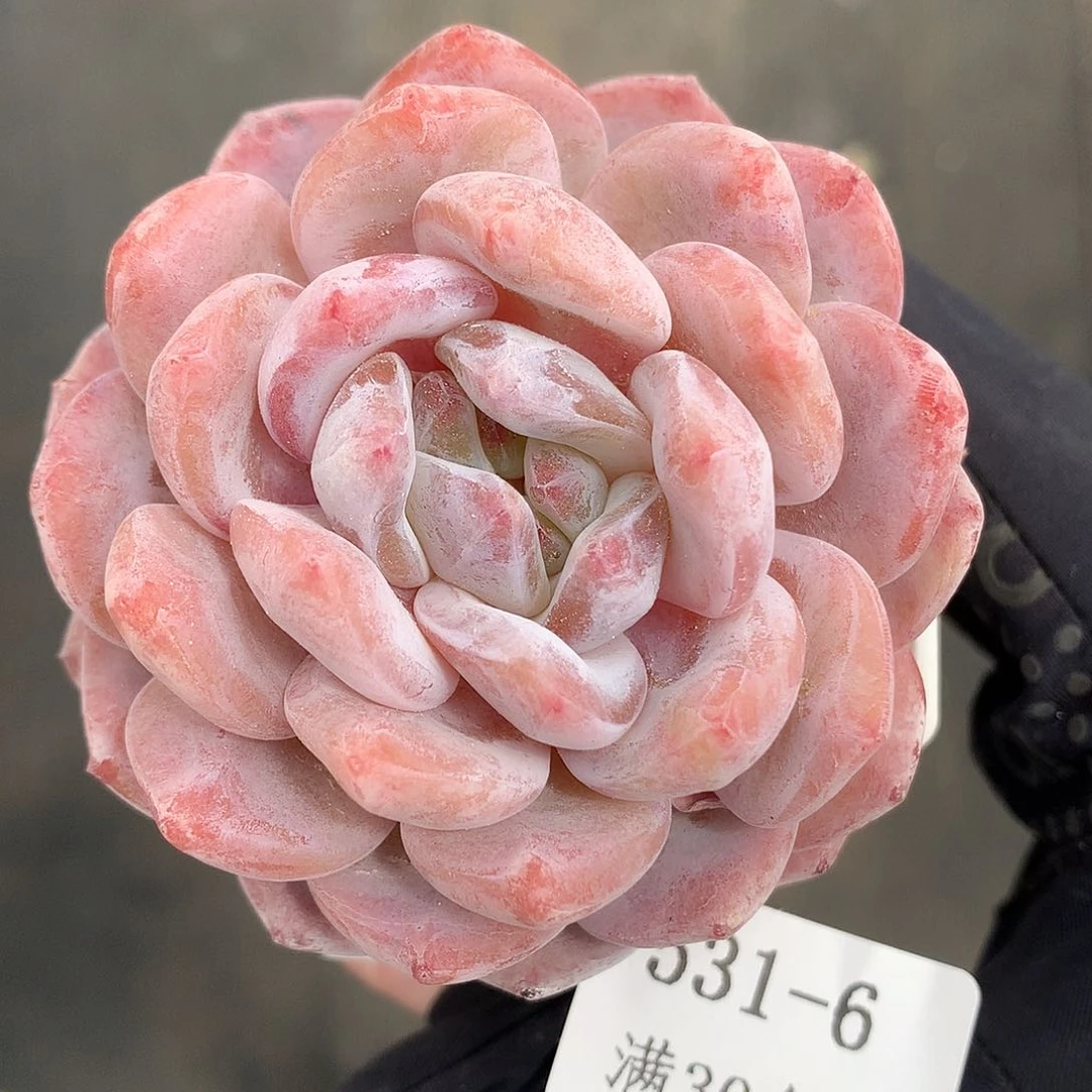 6。星影橙6.5cm。多肉。