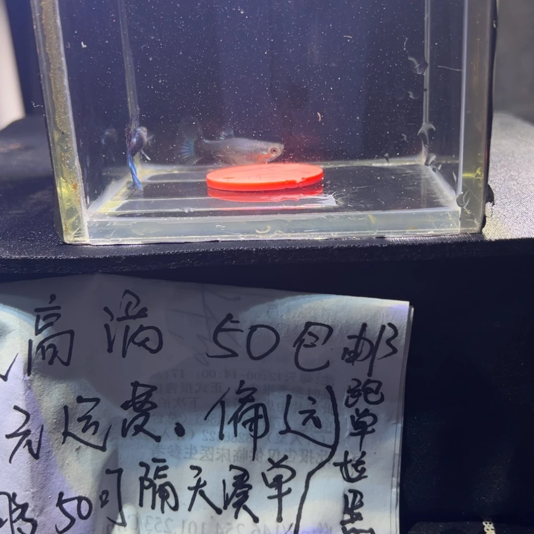 孔雀鱼蓝礼服半月尾24