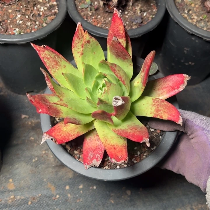 717坎代哈哈哈哈哈哈