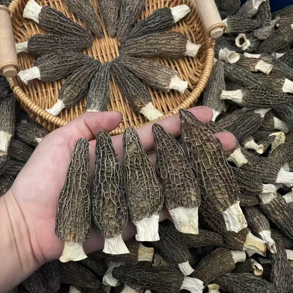 精选大个头茬羊肚菌5-8cm干货煲汤足干