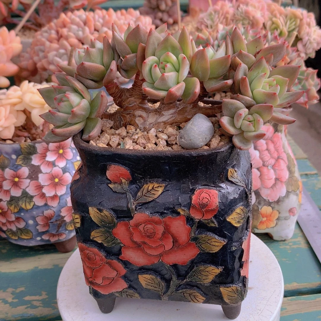 香槟朵朵无砍自然群