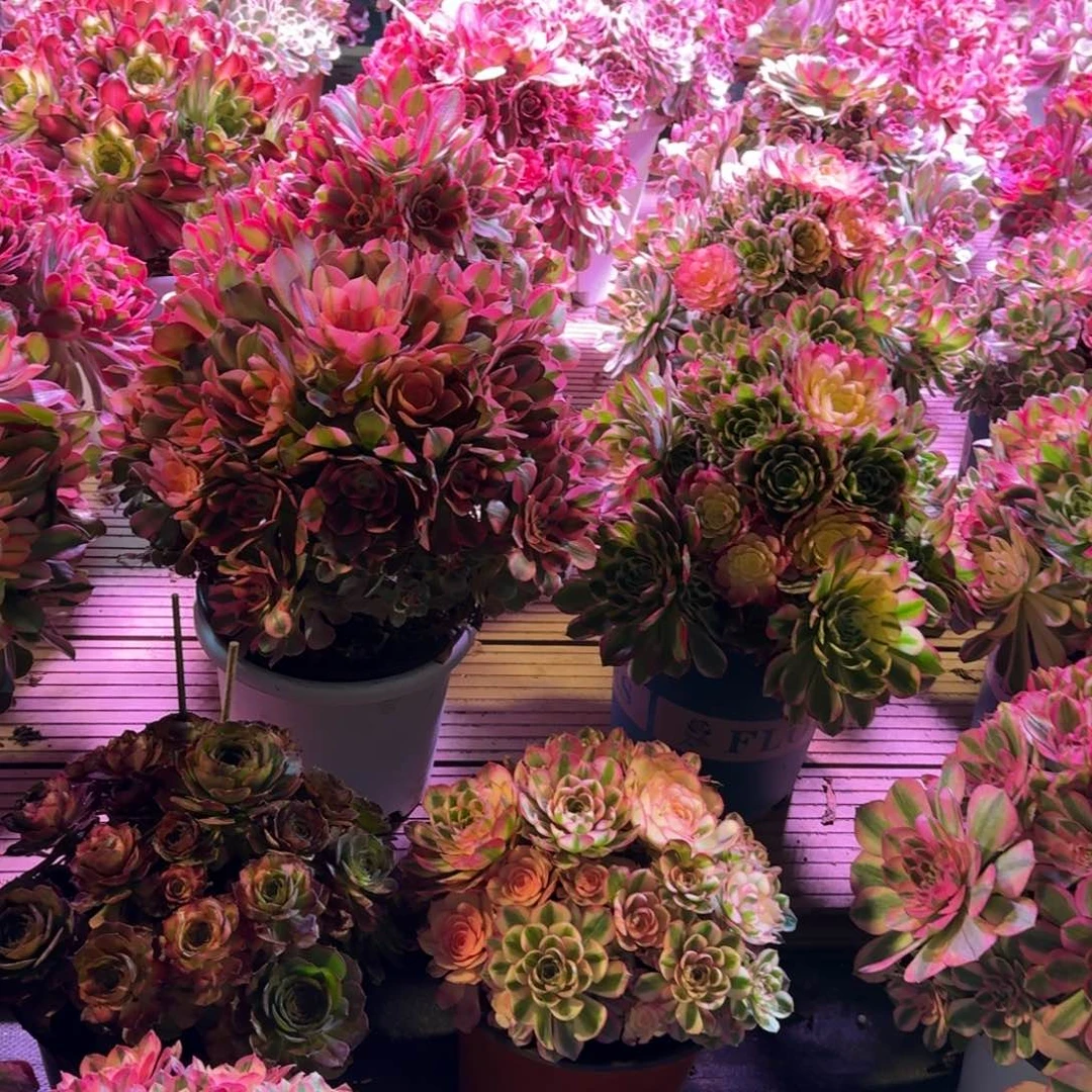 冰**儿多肉植物法师10级福利