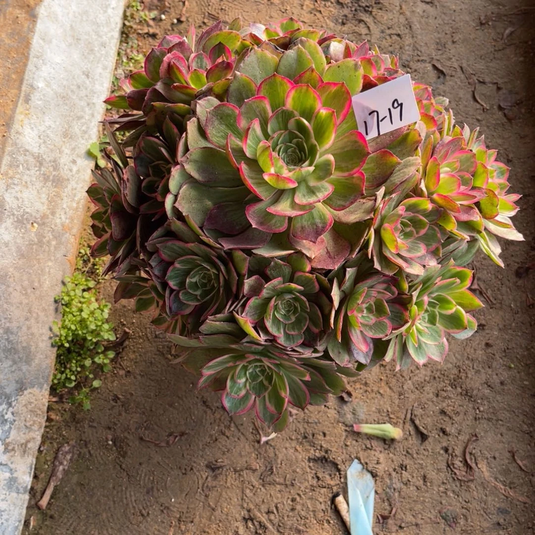 12-17-19莲花座法师锦