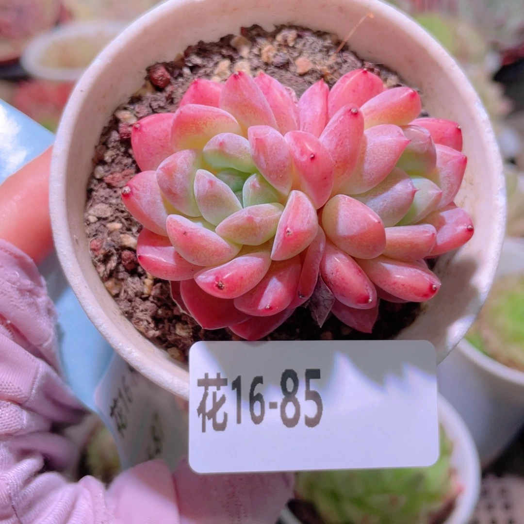 花利美16-85刚毅双头