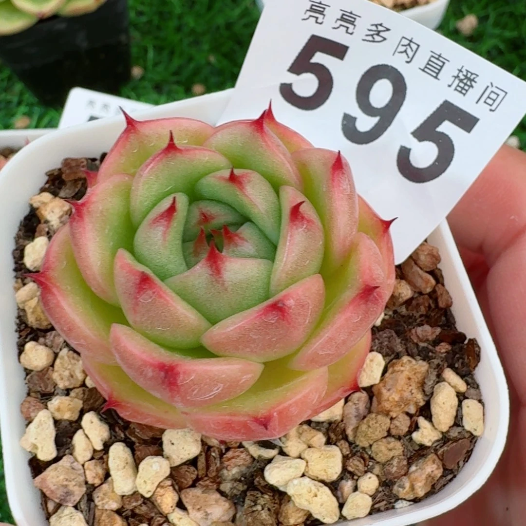 *****玉玲珑            精美多肉植物