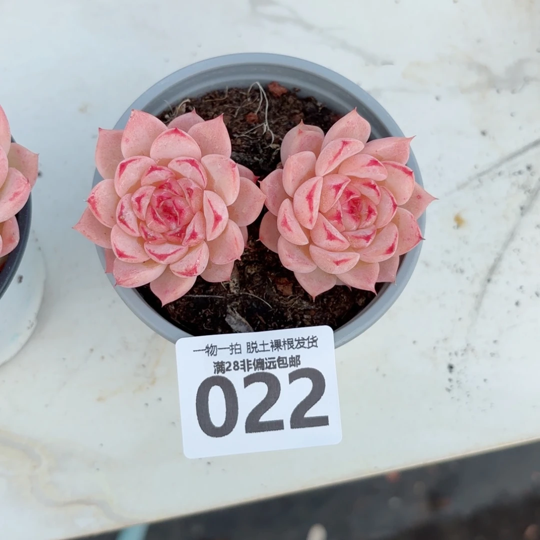 天鹅绒不包整无盆土发货