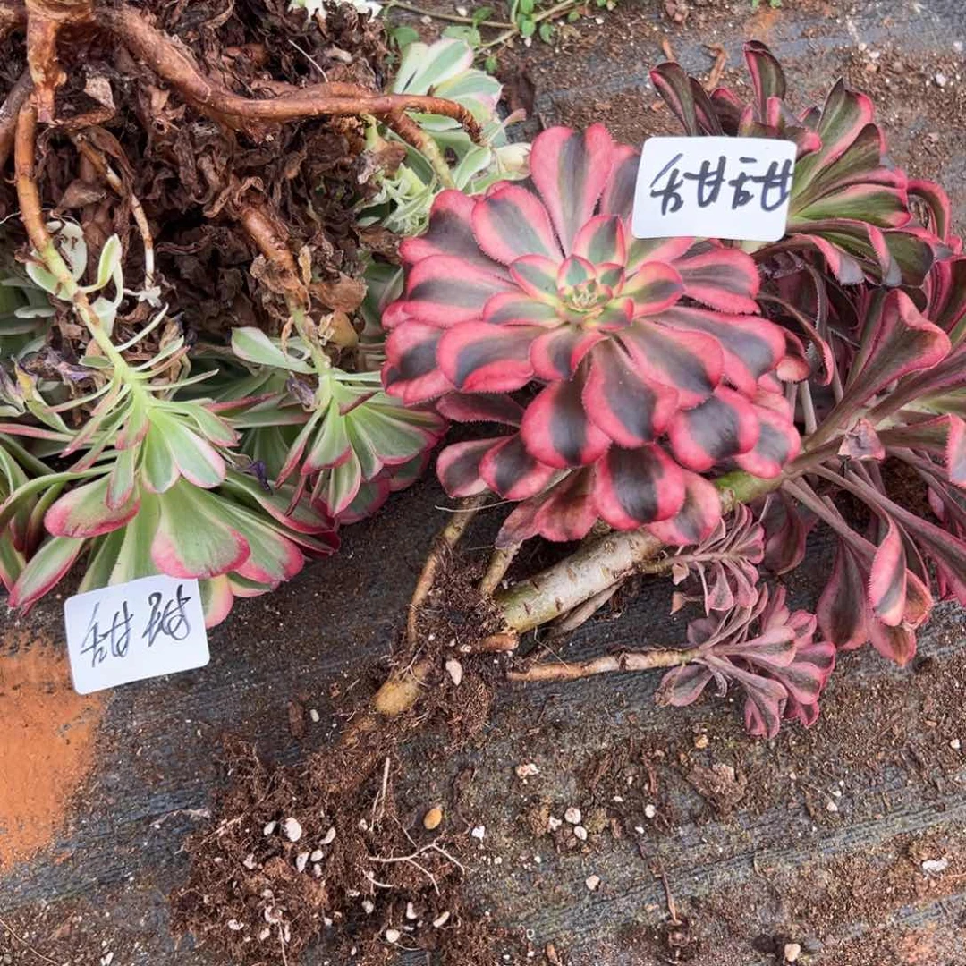 甜****儿精品多肉植物甜甜