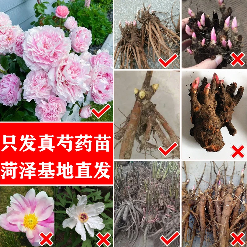一物一拍 芍药花苗千层重瓣正宗菏泽观赏芍药品种进口精品芍药苗