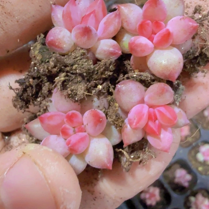 虞姬美人王炸一颗