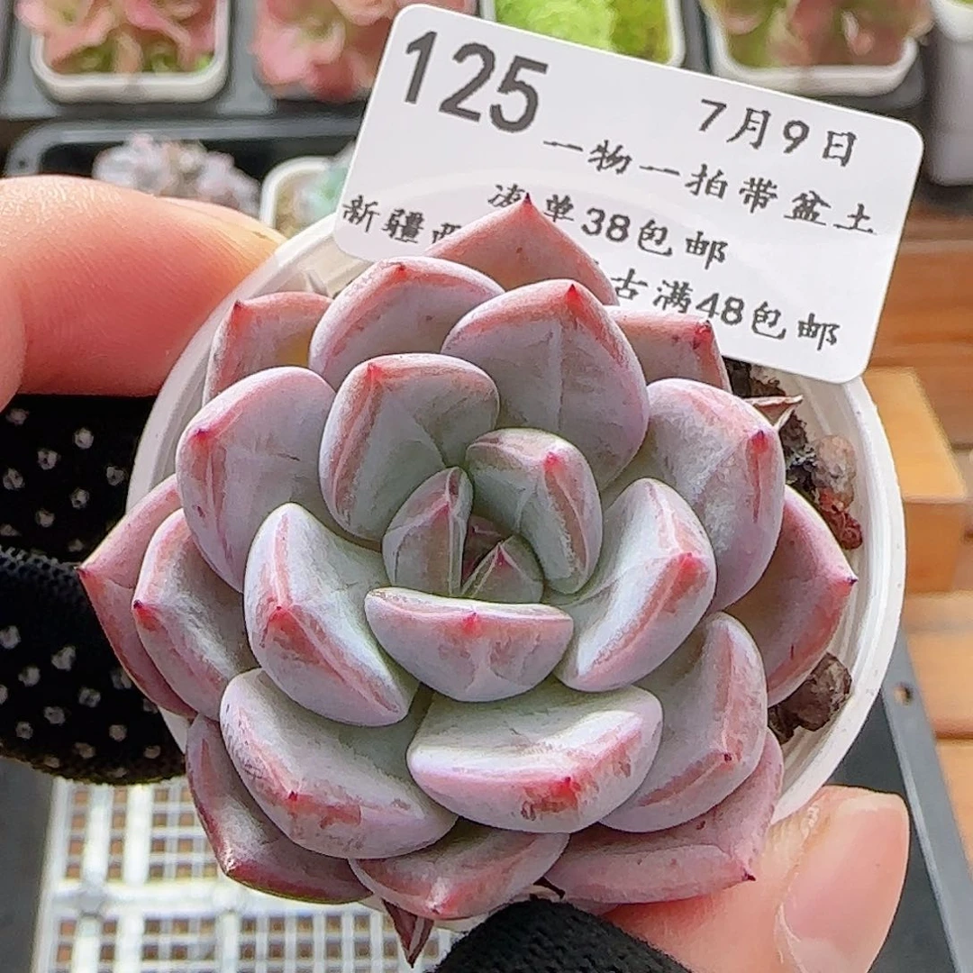 多肉0709-125福利福利