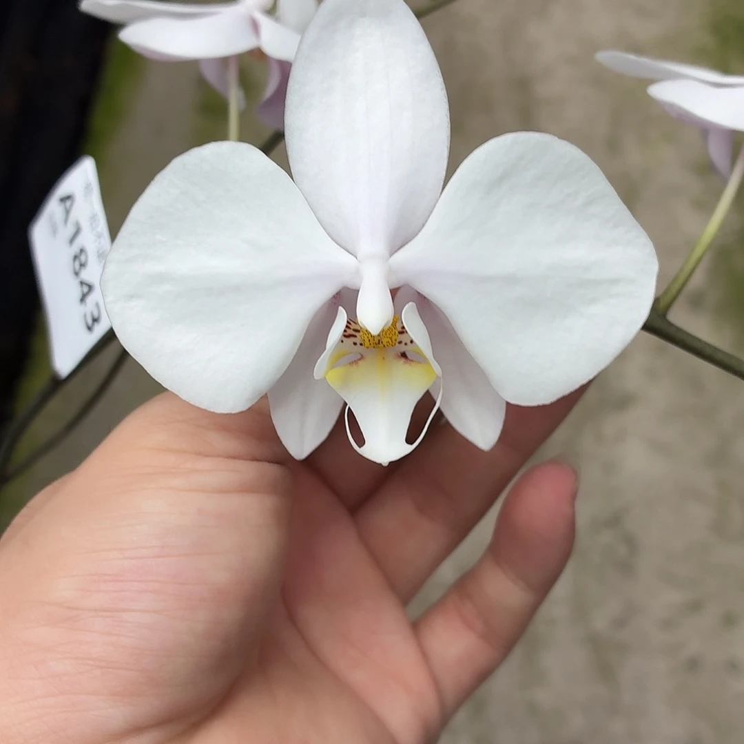 当前无花朵，栽培后可花朵A1843yss1192