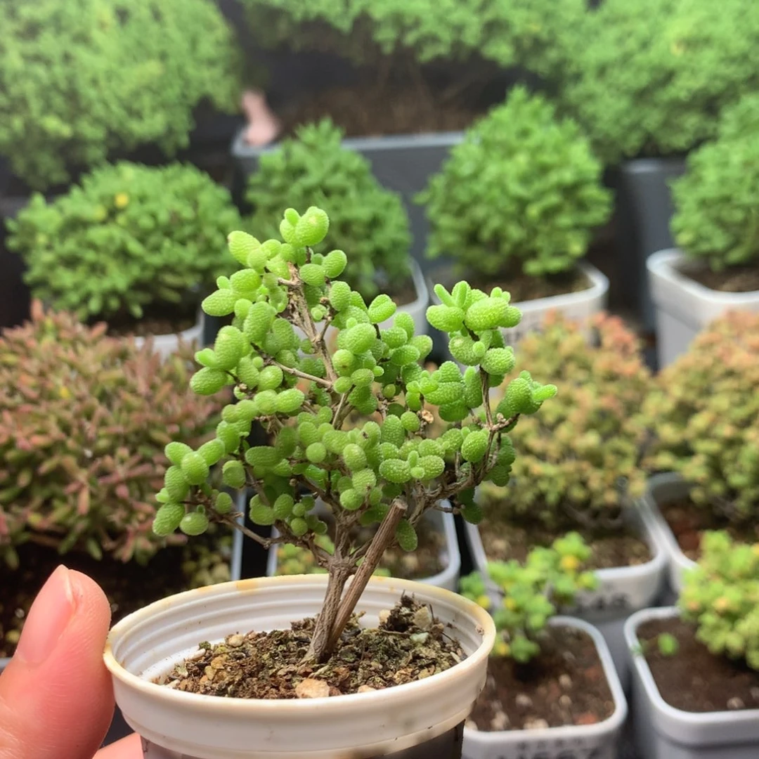 581蜜橘。