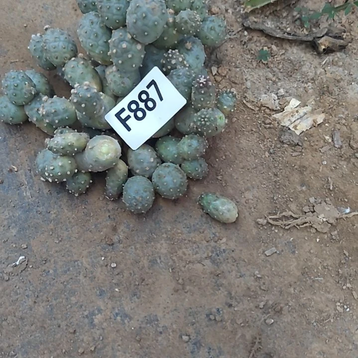 燕***2散习志野野1堆887