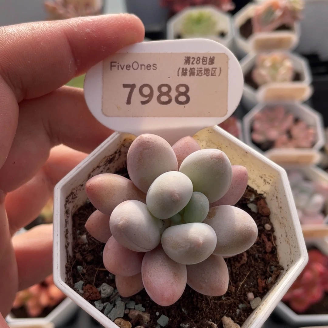 粉色恋人7988-5厘米