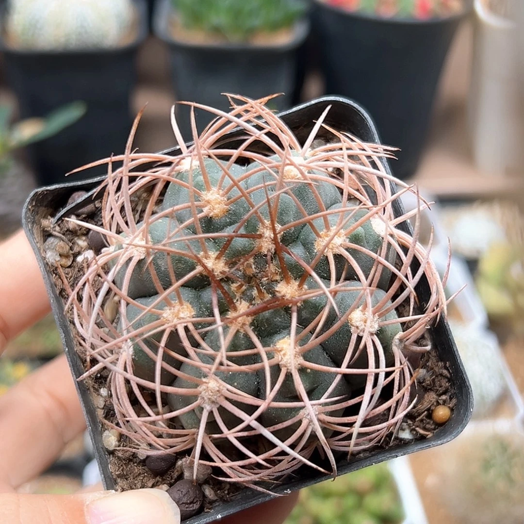 无花朵卷刺裸萼实生