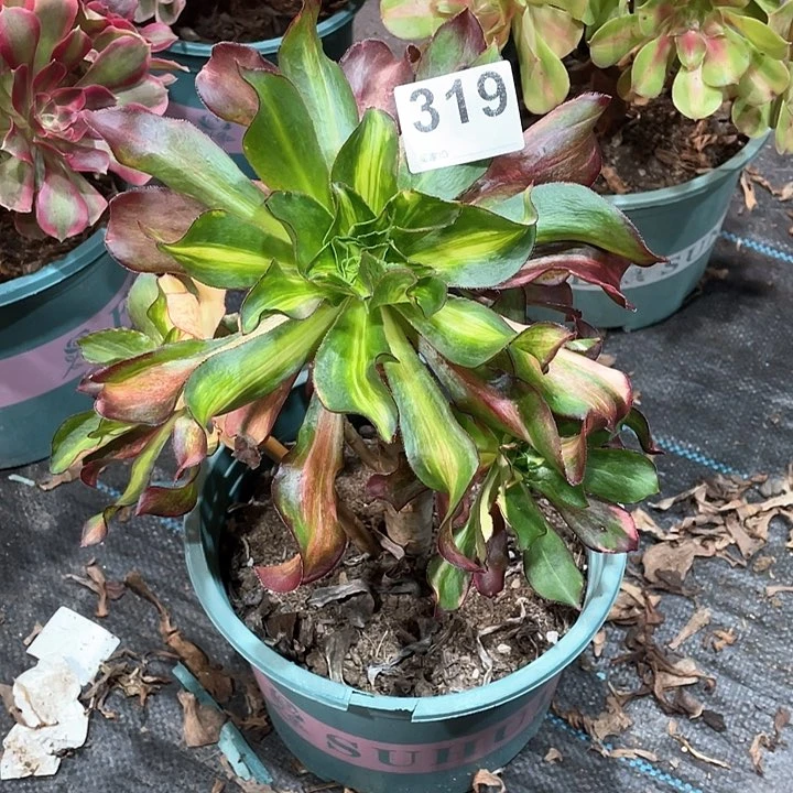 魅影七彩319   冠幅23