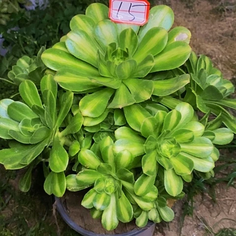 翡翠琉璃捧花法师15号链接