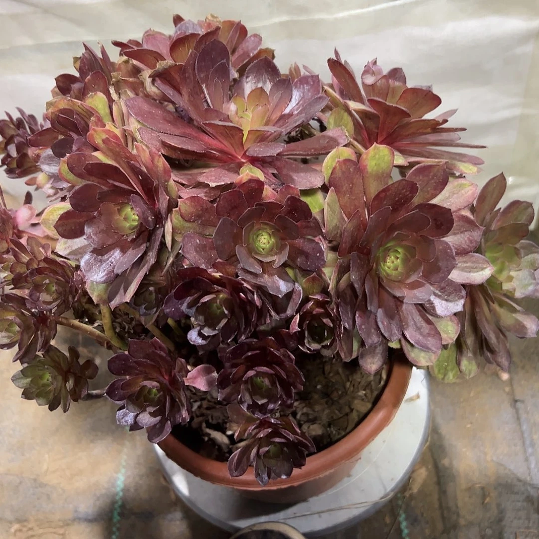 多肉植物万七彩法师382