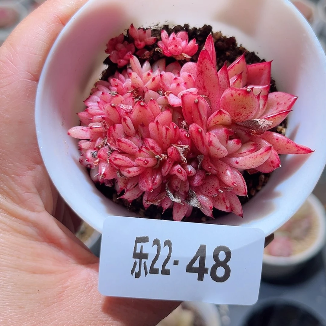 乐22-48 新品缀化