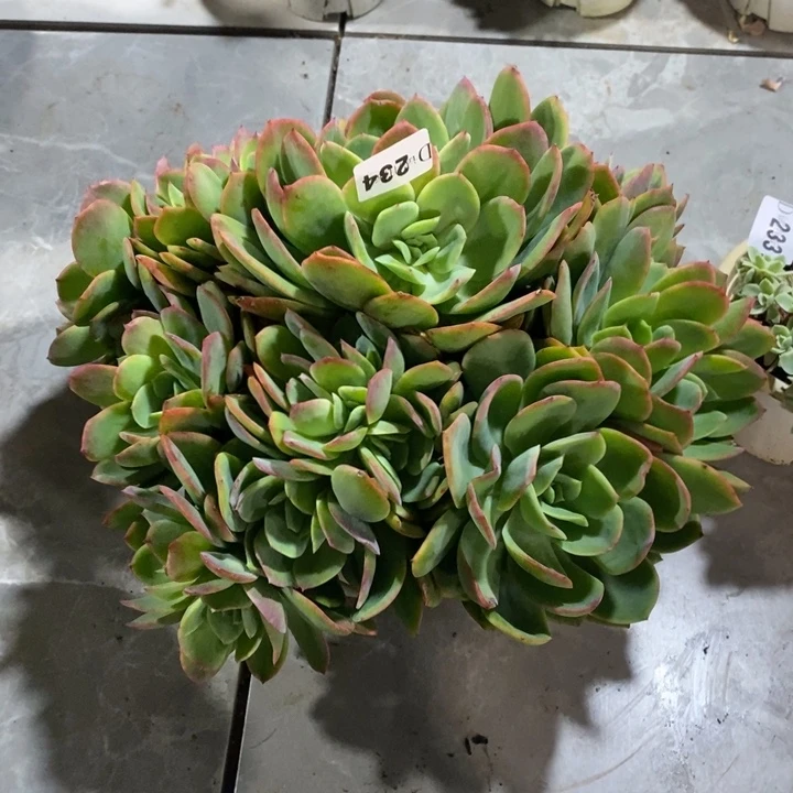 娇***妖234绮罗多肉植物多肉