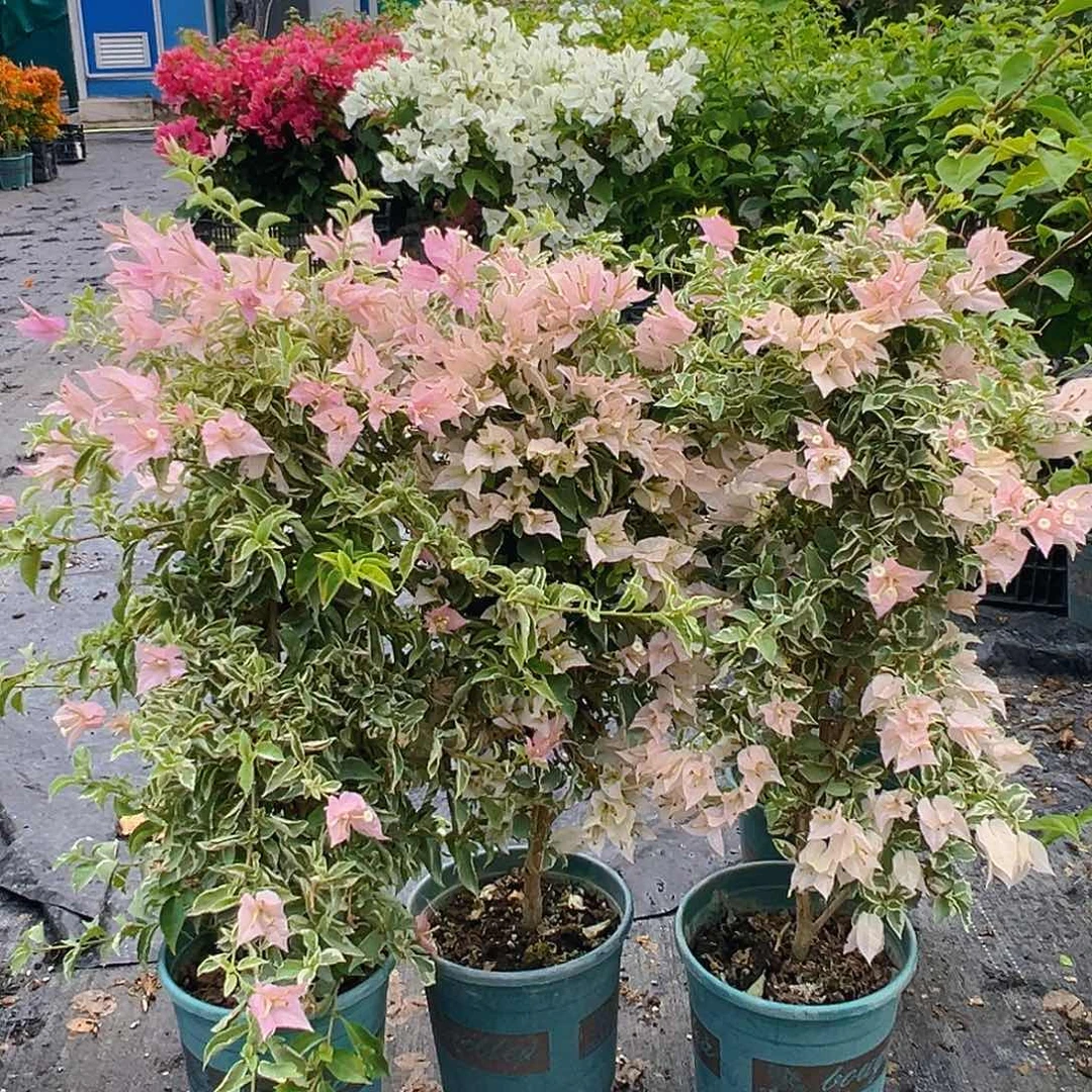 大部分花苞少量开放4少女心带竹一棵