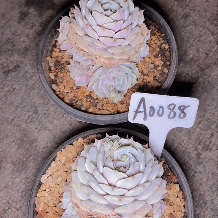 卤*露娜一物一拍A0088