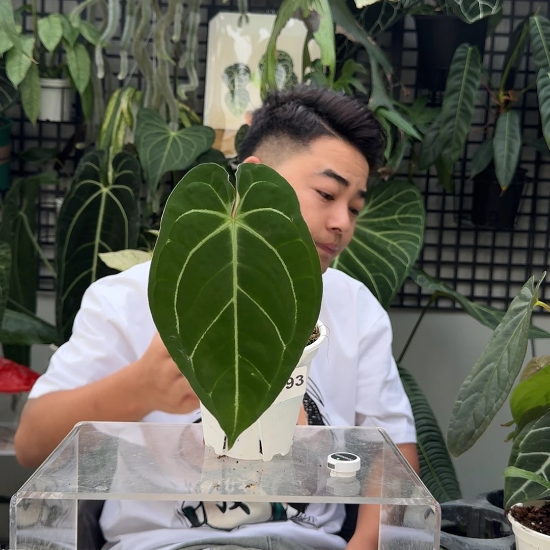 完全开放V193贝斯杂黑丝绒