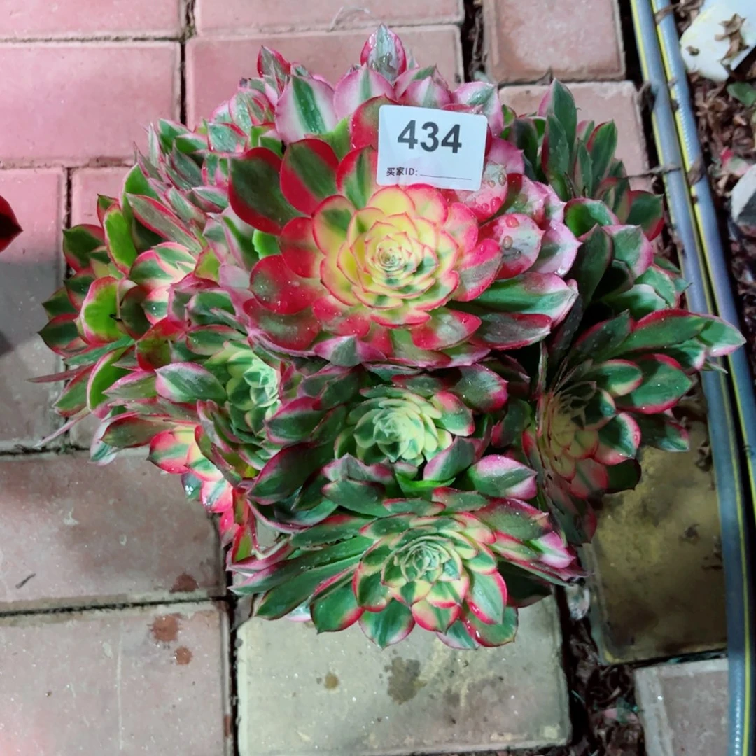 434海鲜法师多肉植物