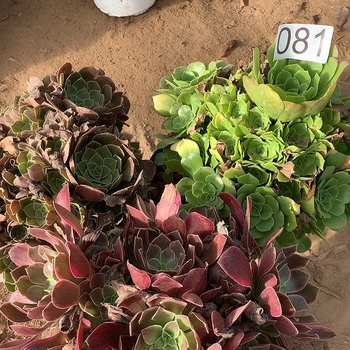 无花朵081三颗多肉植物组合