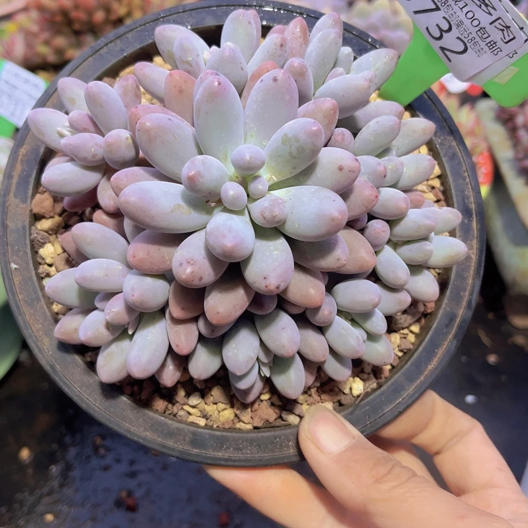 5732汤圆多肉植物