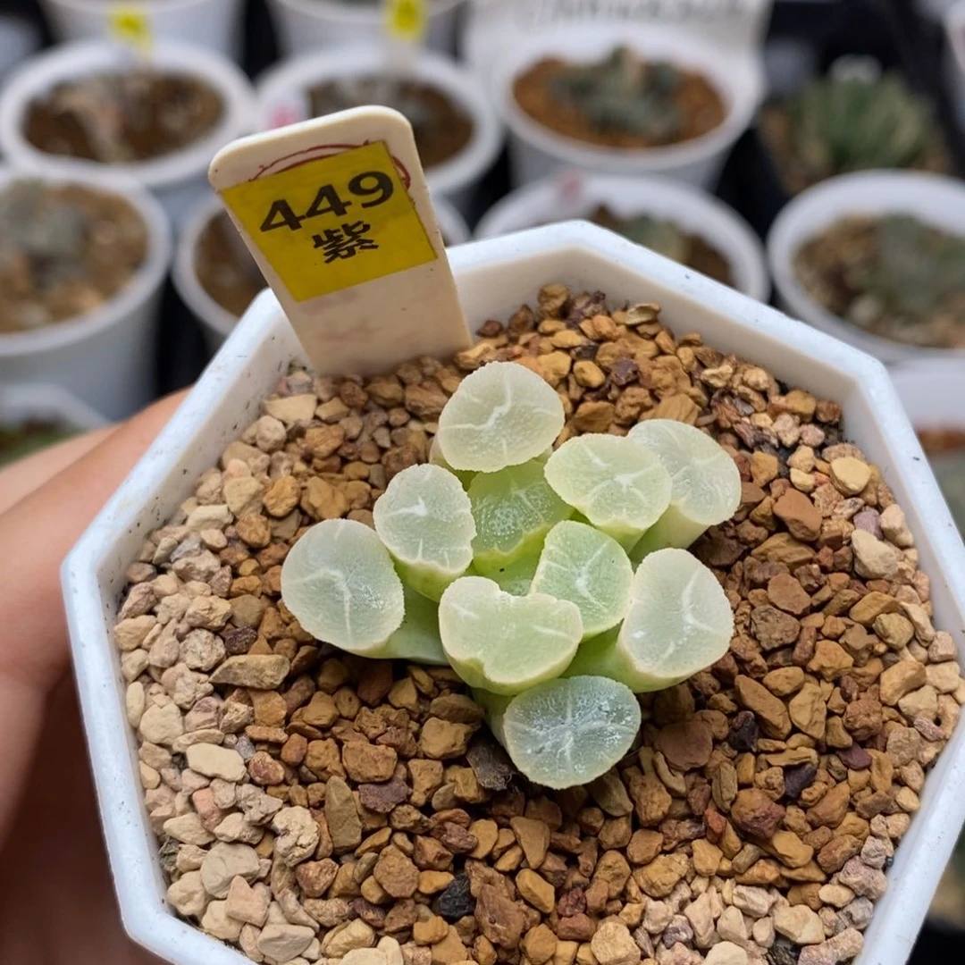 449糊斑万象多肉植物