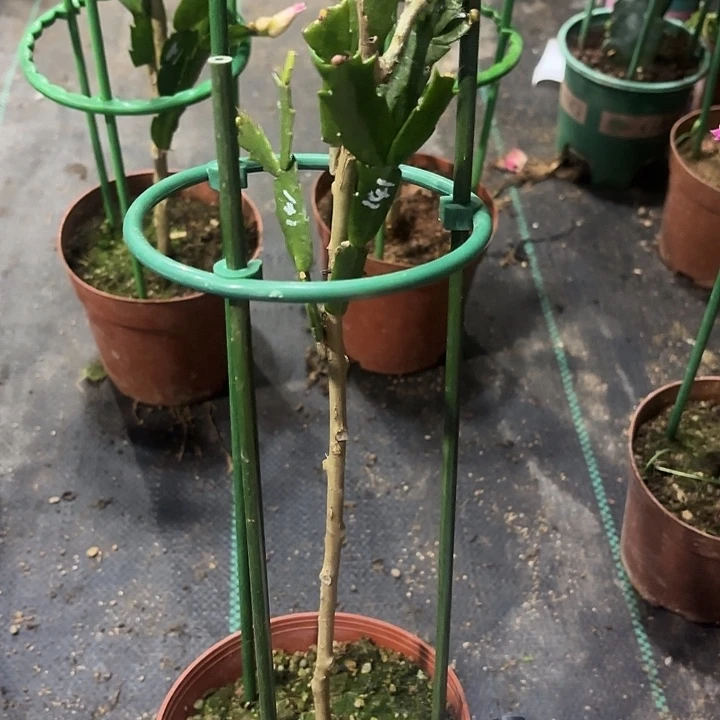 大部分花苞少量开放塞西莉娅